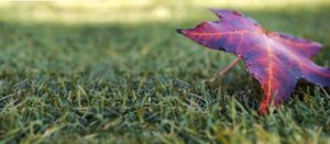 Artificial Grass Perth